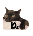 保護黒猫プティのぷぅちゃん（個別スタンプ：15）