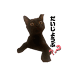 保護黒猫プティのぷぅちゃん（個別スタンプ：16）