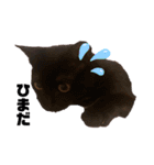保護黒猫プティのぷぅちゃん（個別スタンプ：19）