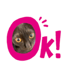 保護黒猫プティのぷぅちゃん（個別スタンプ：22）