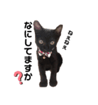 保護黒猫プティのぷぅちゃん（個別スタンプ：24）