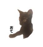 保護黒猫プティのぷぅちゃん（個別スタンプ：25）