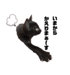 保護黒猫プティのぷぅちゃん（個別スタンプ：26）