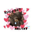 保護黒猫プティのぷぅちゃん（個別スタンプ：27）