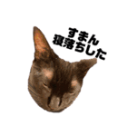 保護黒猫プティのぷぅちゃん（個別スタンプ：30）