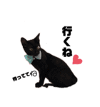保護黒猫プティのぷぅちゃん（個別スタンプ：33）