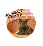 保護黒猫プティのぷぅちゃん（個別スタンプ：34）