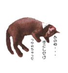 保護黒猫プティのぷぅちゃん（個別スタンプ：35）