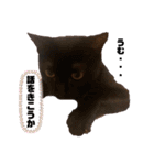保護黒猫プティのぷぅちゃん（個別スタンプ：36）