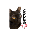 保護黒猫プティのぷぅちゃん（個別スタンプ：38）