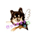 Chihuahua's Song ソラとリズ ③（個別スタンプ：1）