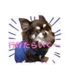 Chihuahua's Song ソラとリズ ③（個別スタンプ：2）