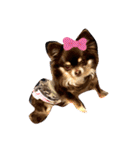 Chihuahua's Song ソラとリズ ③（個別スタンプ：3）