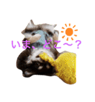 Chihuahua's Song ソラとリズ ③（個別スタンプ：4）