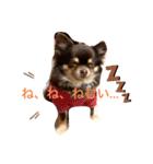 Chihuahua's Song ソラとリズ ③（個別スタンプ：5）