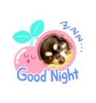 Chihuahua's Song ソラとリズ ③（個別スタンプ：6）
