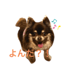 Chihuahua's Song ソラとリズ ③（個別スタンプ：7）