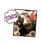 Chihuahua's Song ソラとリズ ③（個別スタンプ：8）