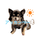 Chihuahua's Song ソラとリズ ③（個別スタンプ：9）