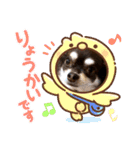 Chihuahua's Song ソラとリズ ③（個別スタンプ：10）