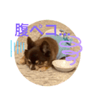 Chihuahua's Song ソラとリズ ③（個別スタンプ：11）