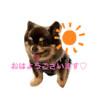 Chihuahua's Song ソラとリズ ③（個別スタンプ：13）