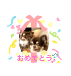 Chihuahua's Song ソラとリズ ③（個別スタンプ：14）
