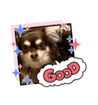 Chihuahua's Song ソラとリズ ③（個別スタンプ：18）
