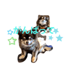 Chihuahua's Song ソラとリズ ③（個別スタンプ：19）