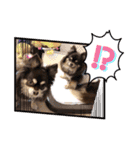 Chihuahua's Song ソラとリズ ③（個別スタンプ：20）