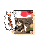 Chihuahua's Song ソラとリズ ③（個別スタンプ：21）