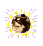 Chihuahua's Song ソラとリズ ③（個別スタンプ：22）
