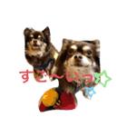 Chihuahua's Song ソラとリズ ③（個別スタンプ：23）