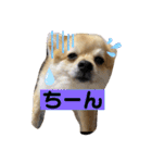 ぽめちーの日常2（個別スタンプ：2）