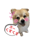 ぽめちーの日常2（個別スタンプ：3）