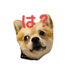 ぽめちーの日常2（個別スタンプ：6）