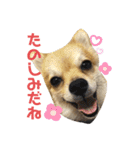 ぽめちーの日常2（個別スタンプ：13）
