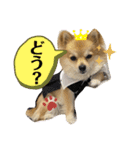 ぽめちーの日常2（個別スタンプ：14）