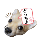 ぽめちーの日常2（個別スタンプ：15）