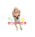 ぽめちーの日常2（個別スタンプ：17）