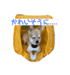 ぽめちーの日常2（個別スタンプ：20）