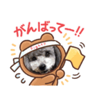 トイプードルのべりーちゃん。2（個別スタンプ：8）