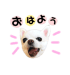 かわいいチワワのべべちゃん（個別スタンプ：1）