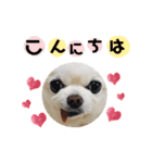 かわいいチワワのべべちゃん（個別スタンプ：2）