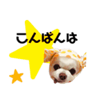 かわいいチワワのべべちゃん（個別スタンプ：3）
