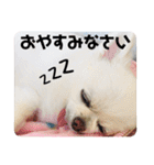 かわいいチワワのべべちゃん（個別スタンプ：4）
