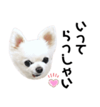かわいいチワワのべべちゃん（個別スタンプ：7）