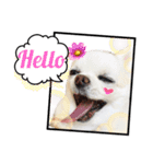 かわいいチワワのべべちゃん（個別スタンプ：9）
