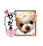 かわいいチワワのべべちゃん（個別スタンプ：14）