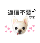 かわいいチワワのべべちゃん（個別スタンプ：20）